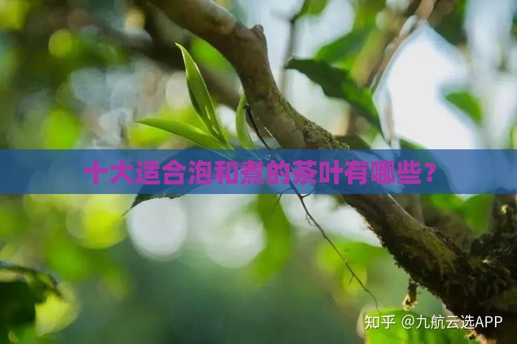 什么茶适合泡什么茶适合煮