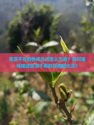 普洱干茶色泽怎么形容