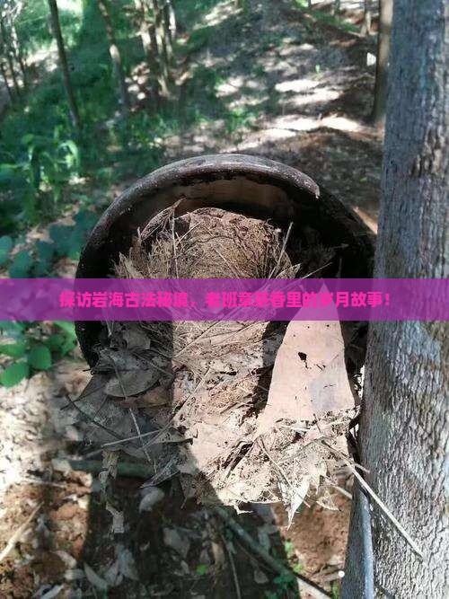 岩海古法茶厂老班章