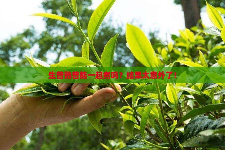 普洱茶生普熟普一起煮