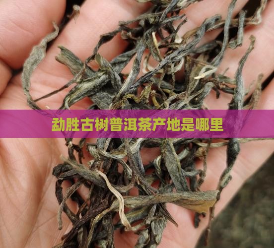 勐胜古树普洱茶产地