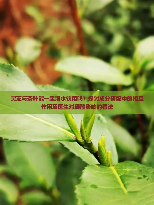 灵芝片和茶叶可以一起泡吗