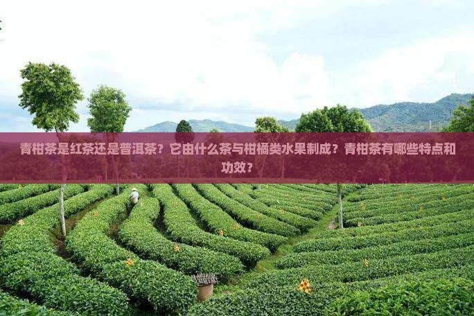 青柑茶是红茶还是普洱茶