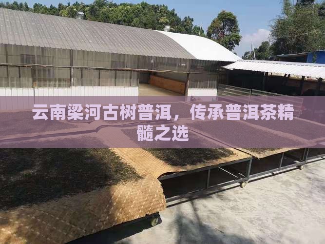 云南梁河古树普洱茶