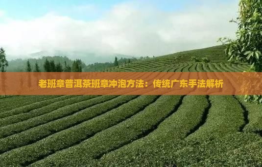 广东老班章泡茶手法