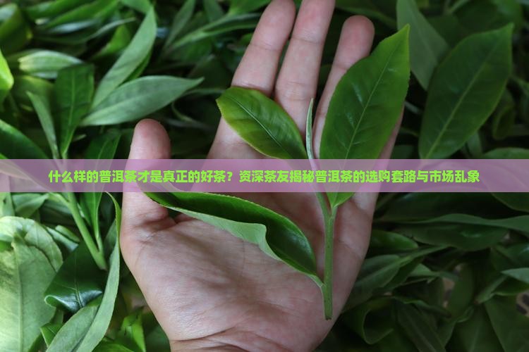 什么样的普洱茶才是真正的好茶