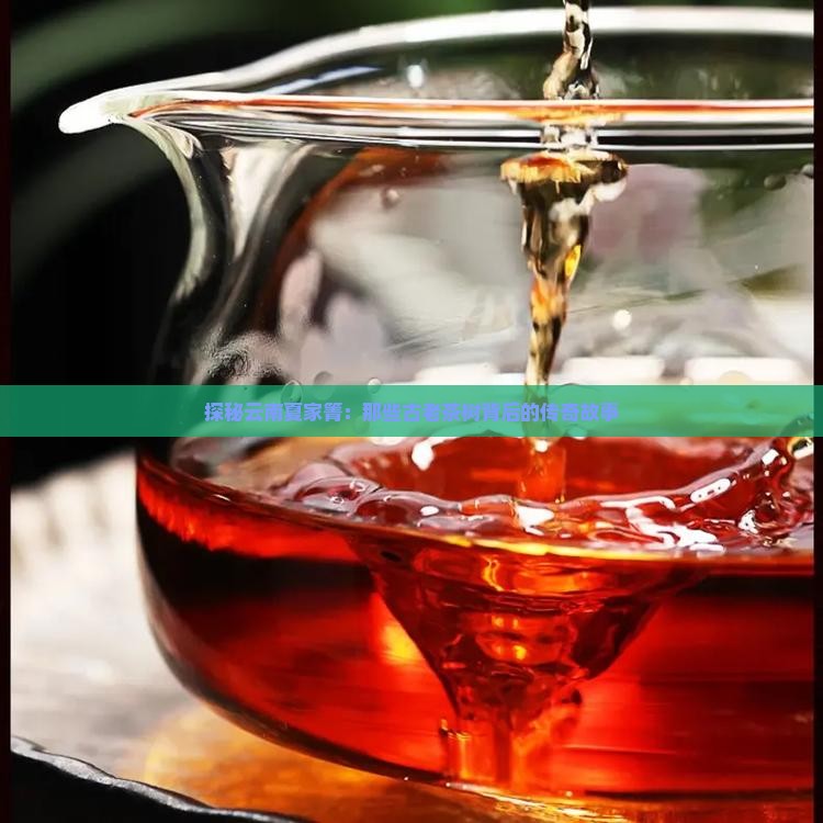 云南夏家箐古树茶