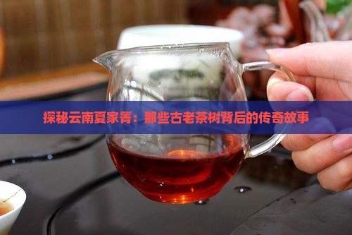 云南夏家箐古树茶