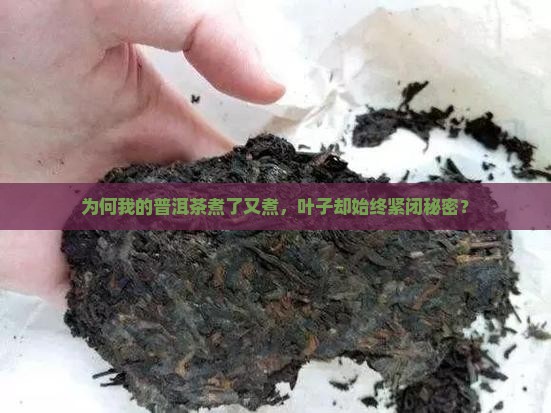 普洱茶怎么煮不开叶