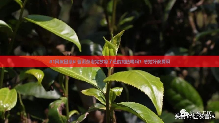 普洱茶用不用加热再喝一次