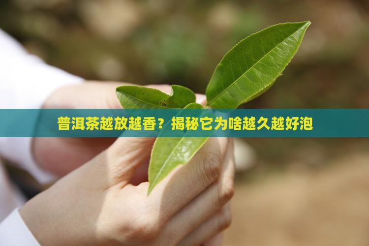 普洱茶为什么放越久越好泡