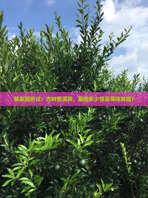 古树普洱茶的潜质