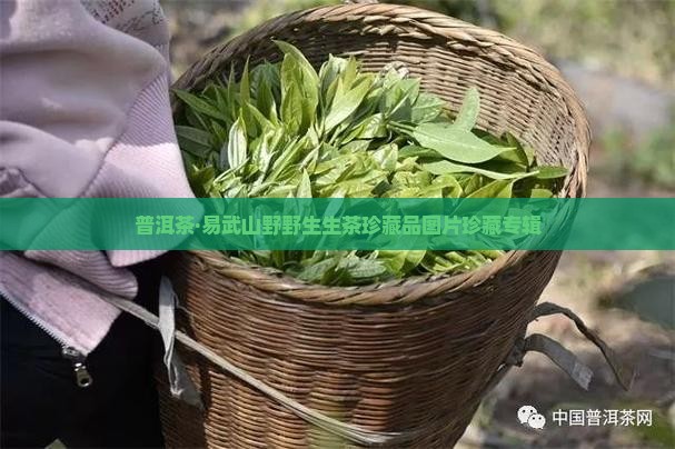 易武正山野生茶珍藏品