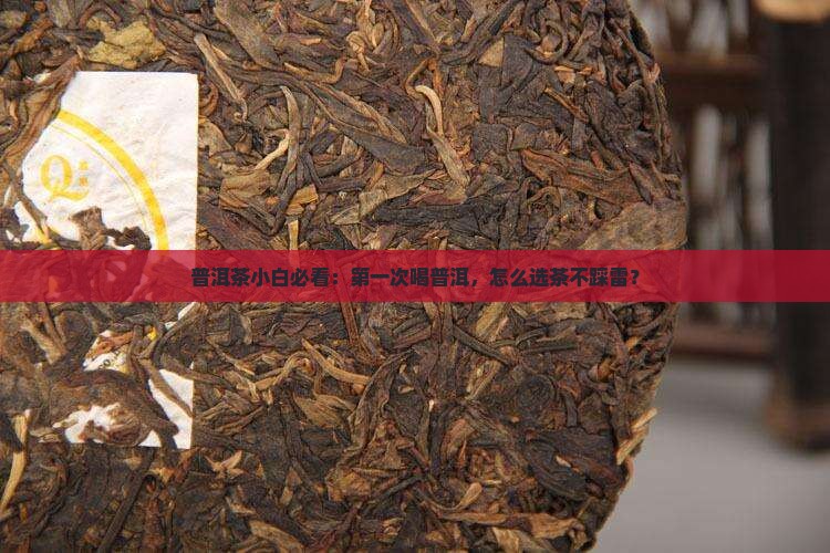 新手喝哪种普洱茶