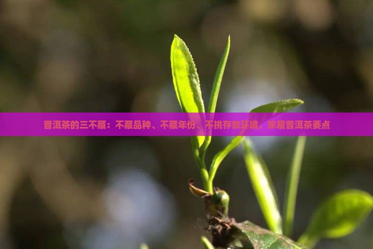 普洱茶的三不藏
