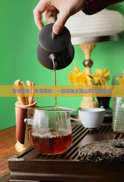 大雪山普洱茶直播间