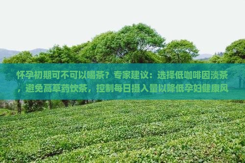 怀孕初期可不可以喝茶