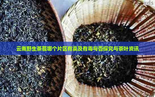 云南野生茶苞哪个片区有