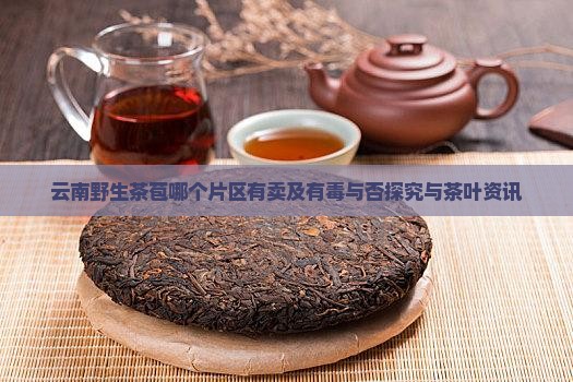 云南野生茶苞哪个片区有