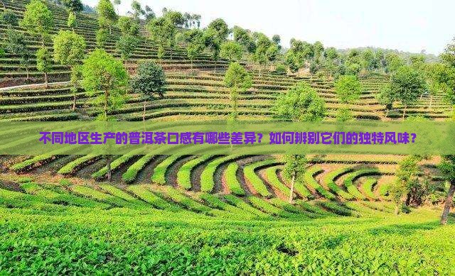 各个地区普洱茶的口感