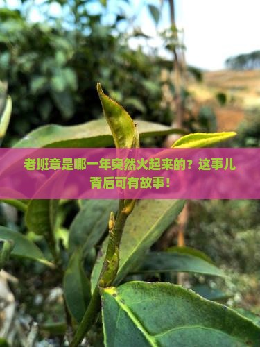 老班章哪年开始出名
