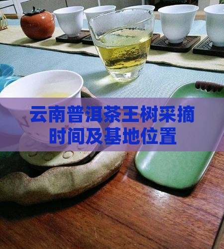 云南普洱茶王树采摘