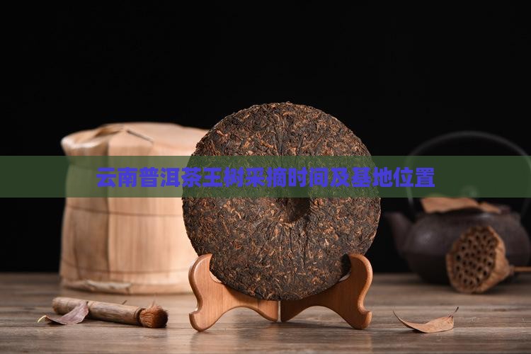 云南普洱茶王树采摘