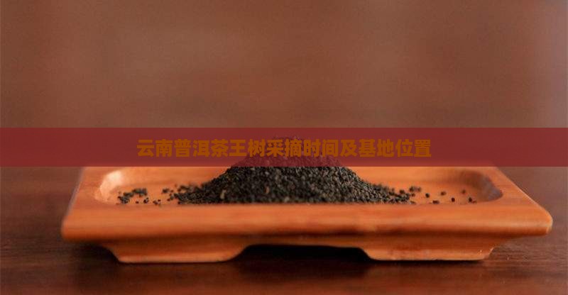 云南普洱茶王树采摘