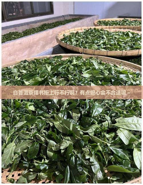 白普洱茶摆在书柜上可以吗