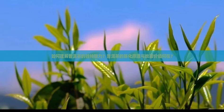 对普洱茶的感悟