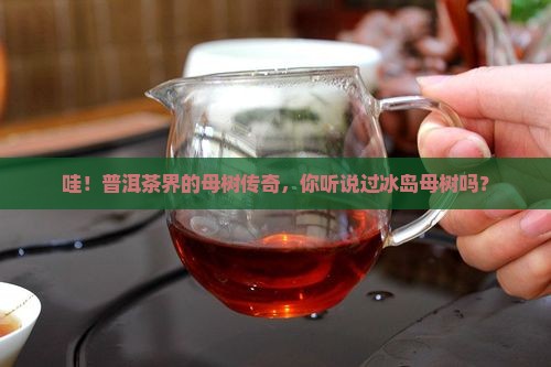 普洱茶冰岛母树