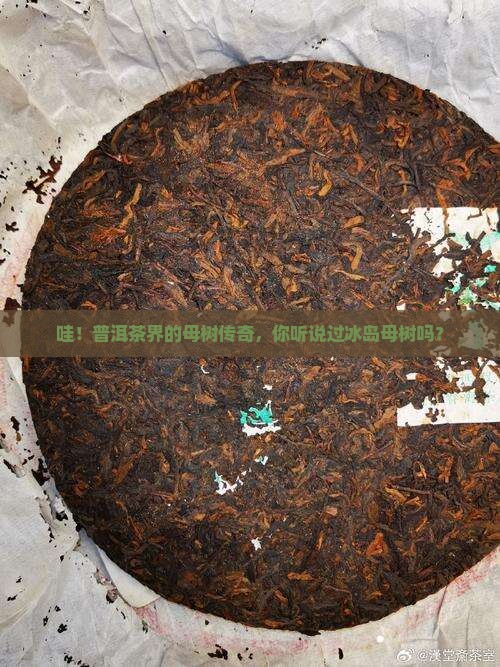 普洱茶冰岛母树