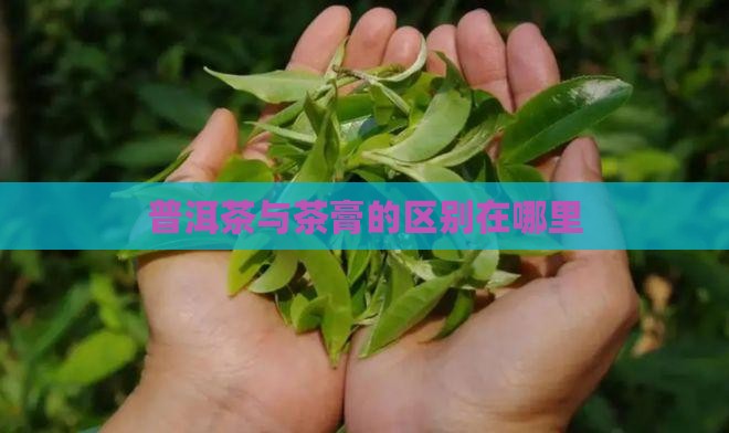 普洱茶膏和普洱茶味道不同