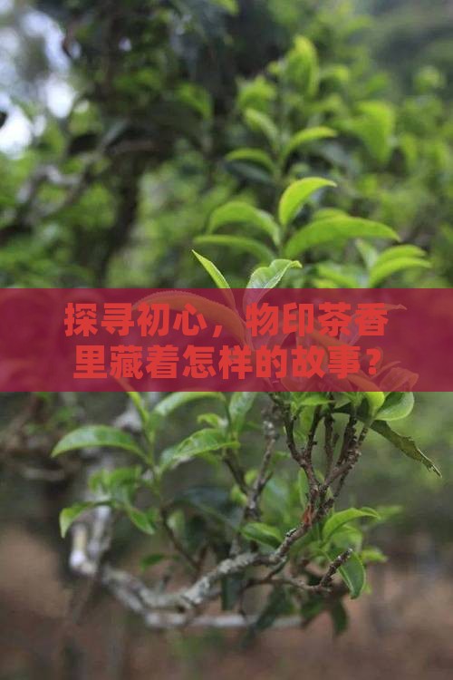 物印初心茶是什么茶