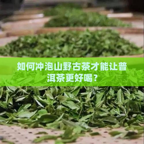 普洱茶山野古茶怎么泡好喝