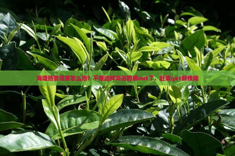 海堤熟普洱茶怎么泡