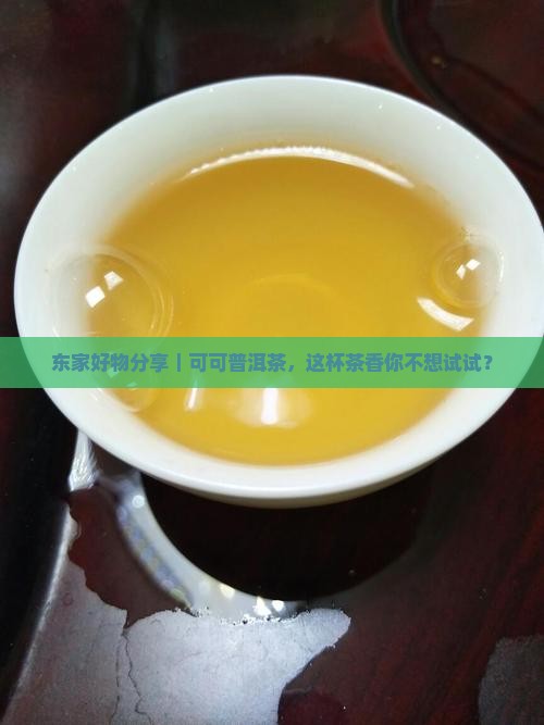 东家可可普洱茶推荐