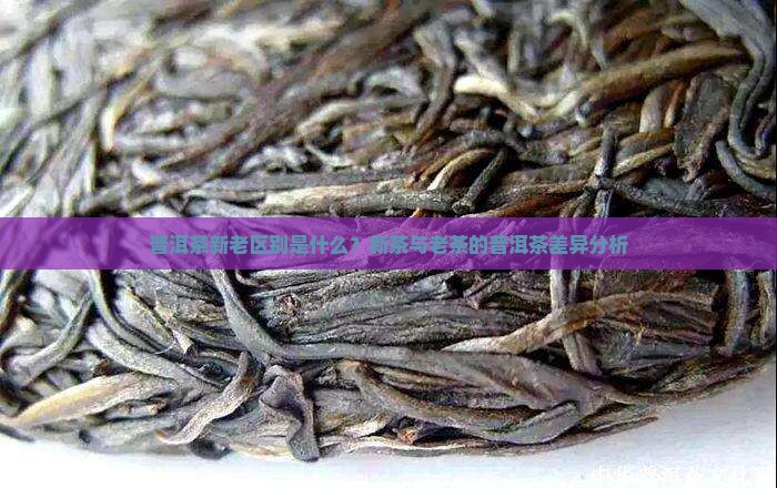 易武普洱茶新老茶区别是什么