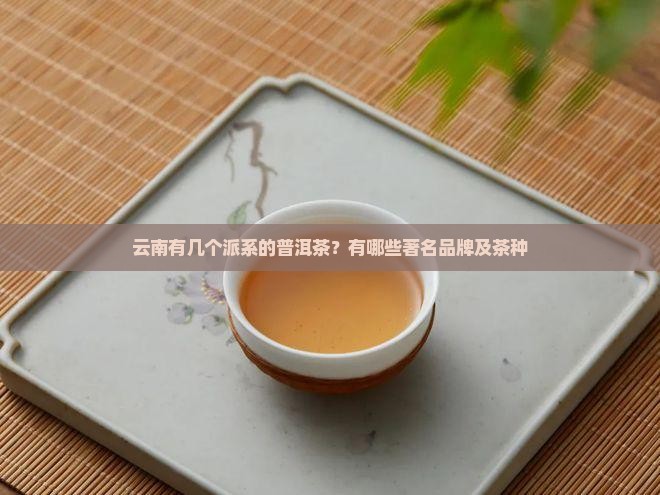 云南有几个派系的普洱茶