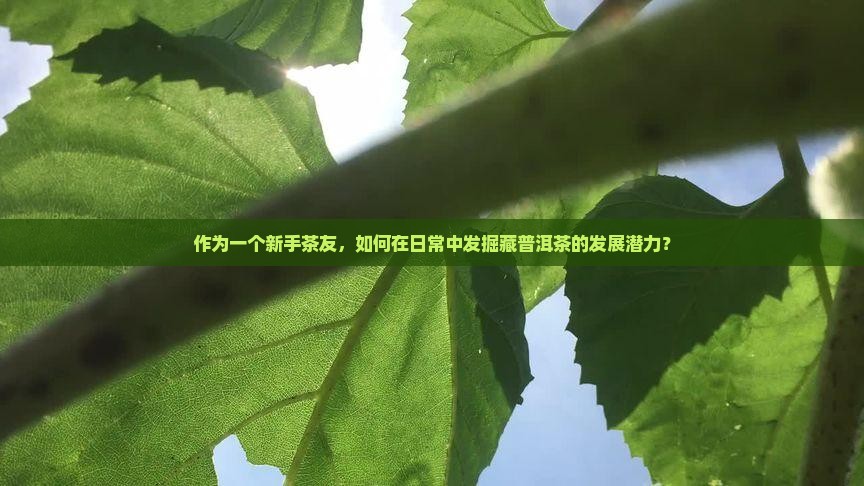 购买藏普洱茶的前景如何发展