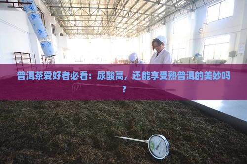 尿酸高和熟普洱茶