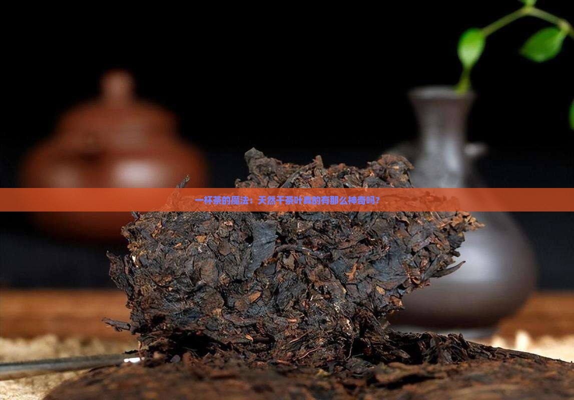 天然干茶叶的功效与作用