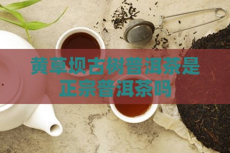 黄草坝古树茶是普洱茶吗