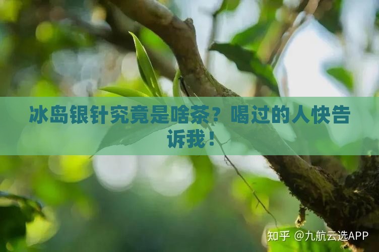 冰岛银针是什么类型的茶