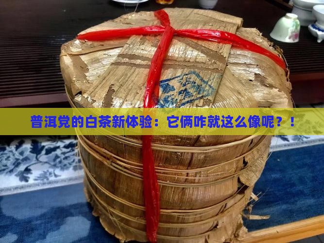 白茶像普洱茶一样吗为什么