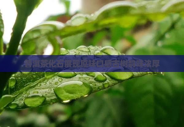 普洱茶化石有原味口感的吗
