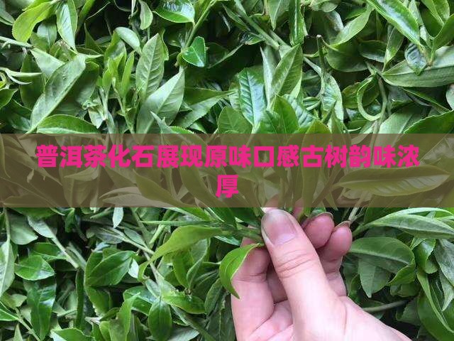 普洱茶化石有原味口感的吗