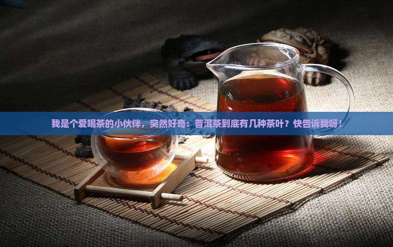 普洱茶有几种茶叶