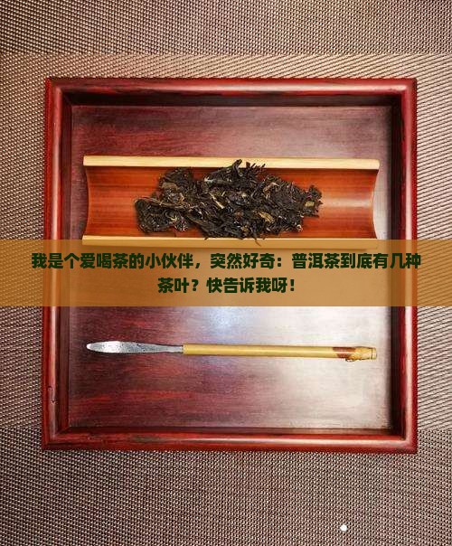 普洱茶有几种茶叶
