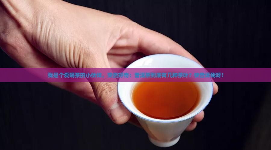普洱茶有几种茶叶